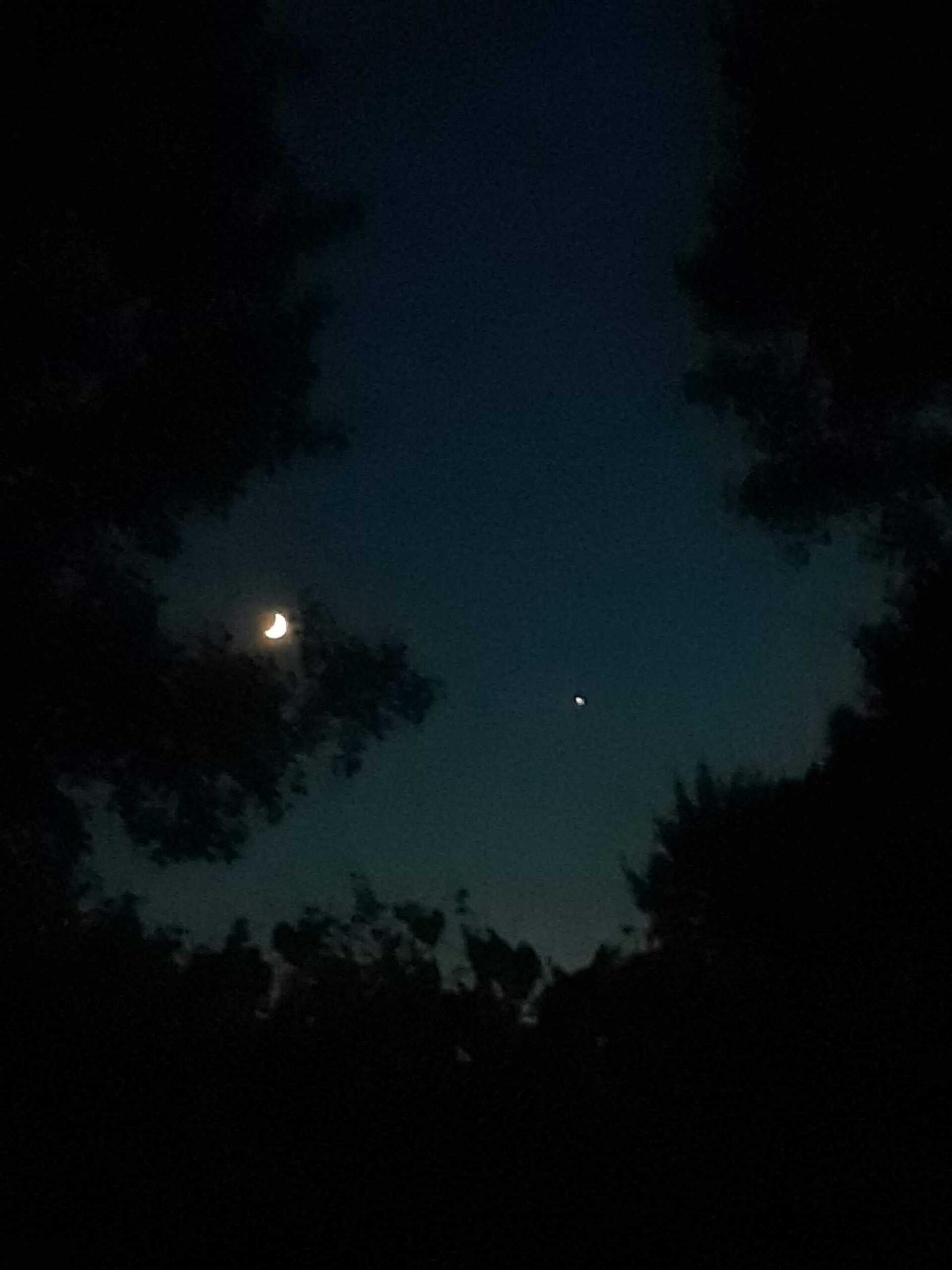 Trees framing a night sky, to the left is a bright crescent moon and there is a singular star to the right.
